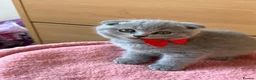 Scottish Fold cats for sale: 7 Scottish fold 😍beautiful  healthy kittens - Advert 13