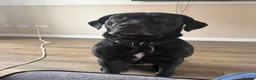 Cane Corso dogs for sale: Cane corsa Female  in Hull - Advert 1