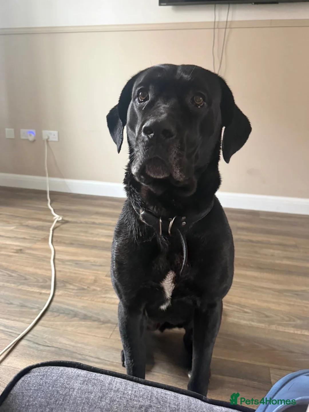 Cane Corso dogs for sale: Cane corsa Female  in Hull - Advert 1