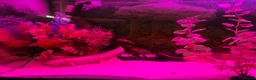 Axolotl reptiles for sale: Two alibino Axalotls full set up in Gravesend - Advert 4