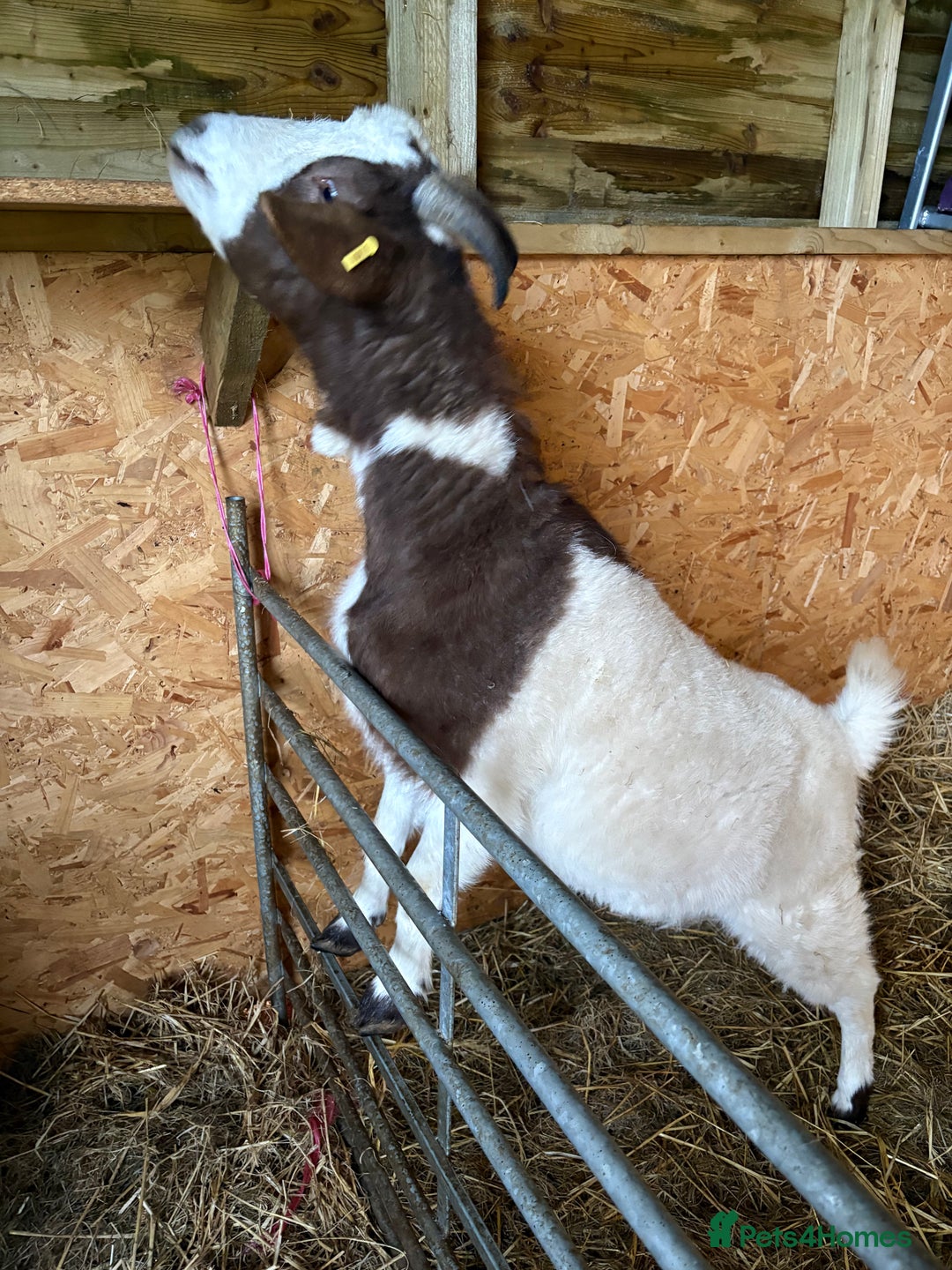 Goats livestock for sale: FEMALE BOER GOAT LOOKING FOR A GOOD HOME - Advert 4