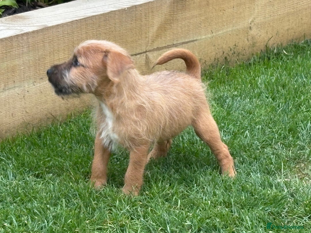 Mixed Breed dogs for sale: Working Lakeland x Patterdale  - Image 11