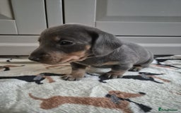 Miniature Dachshund dogs for sale: Miniature Dachshunds - Image 4