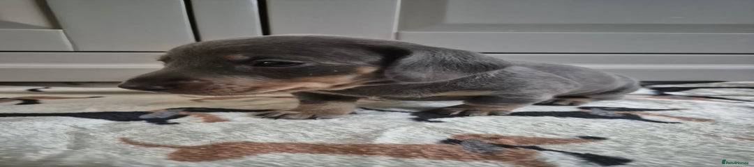 Miniature Dachshund Blue girl 