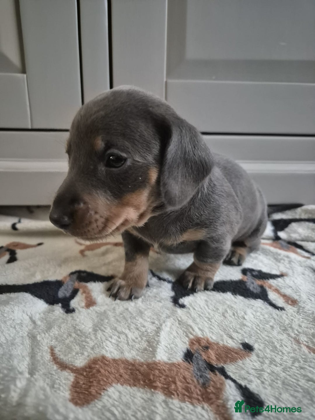Miniature Dachshund dogs for sale: Miniature Dachshunds - Image 4