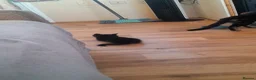 British Shorthair cats for sale: 2 gorgeous playful kittens💗💗 - Advert 16