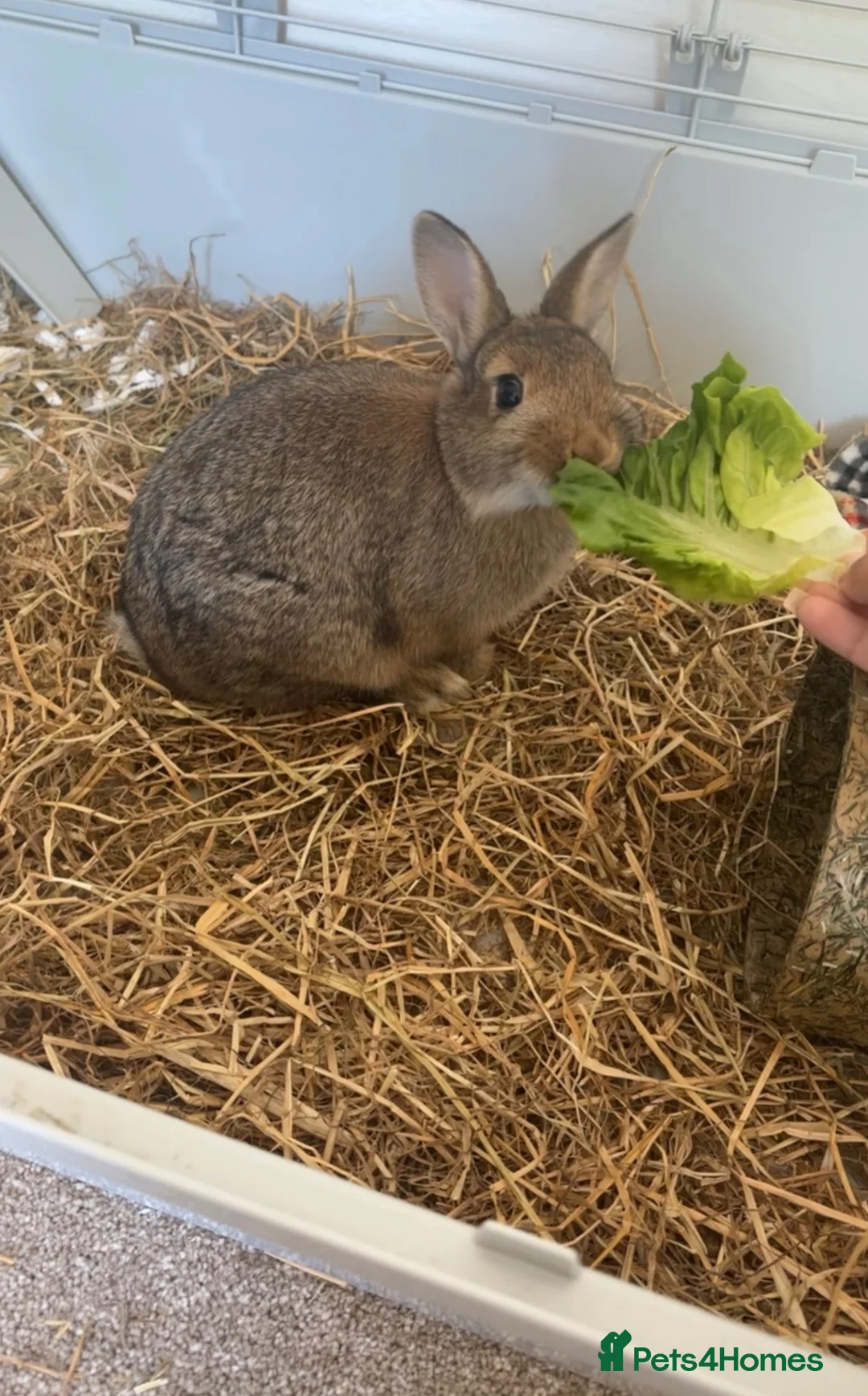 Netherland Dwarf rabbits for sale: Netherlands rabbit  - Advert 1