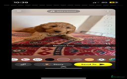 Labradoodle dogs for sale: Beautiful little labradoodles  - Image 4