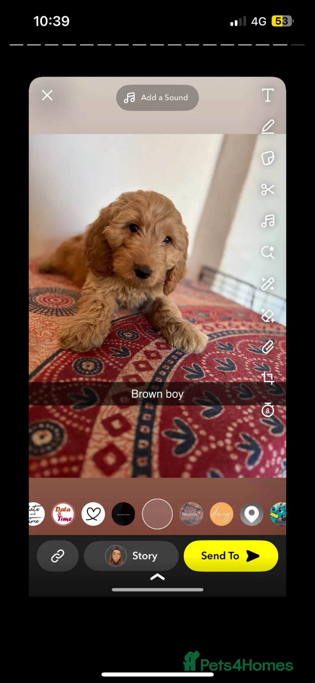 Labradoodle dogs for sale: Beautiful little labradoodles  - Image 4