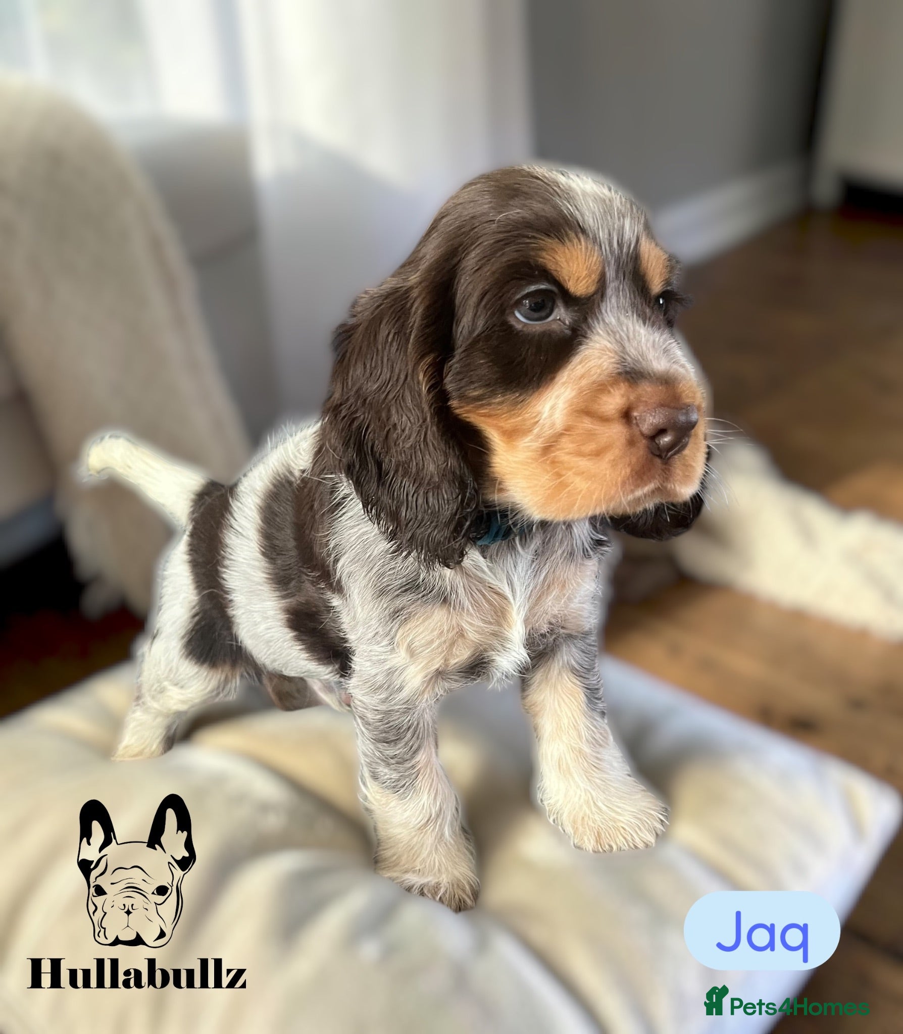 Cocker Spaniel dogs Health tested Roan Cocker Spaniels  - Advert 1
