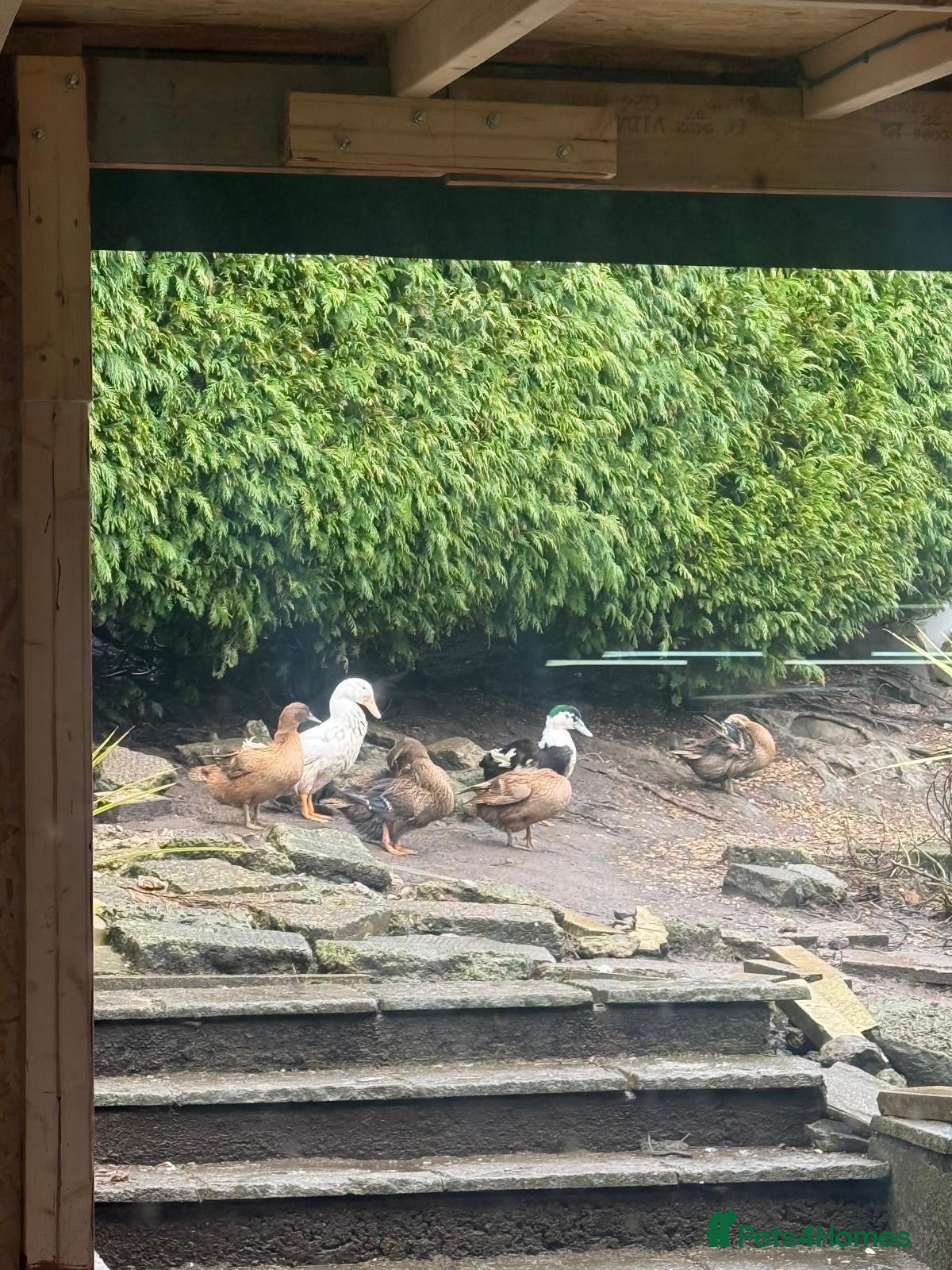 Ducks poultry 🦆 9 Ducks – At Point of Lay 🥚 in Swansea - Advert 10