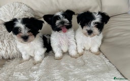 Biewer Terrier dogs for sale: ✨ Beautiful Biewer x Biro Terrier Puppies✨   - Image 2