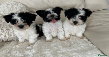 Biewer Terrier dogs - Advert 1