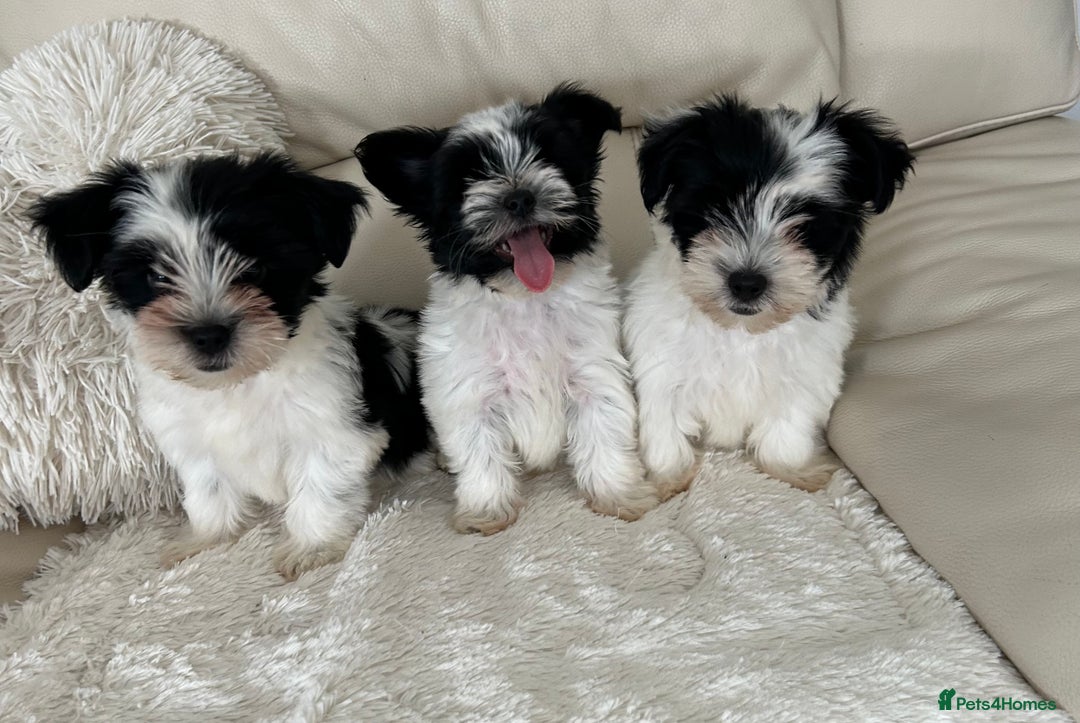 Biewer Terrier dogs for sale: ✨ Beautiful Biewer x Biro Terrier Puppies✨   - Image 2