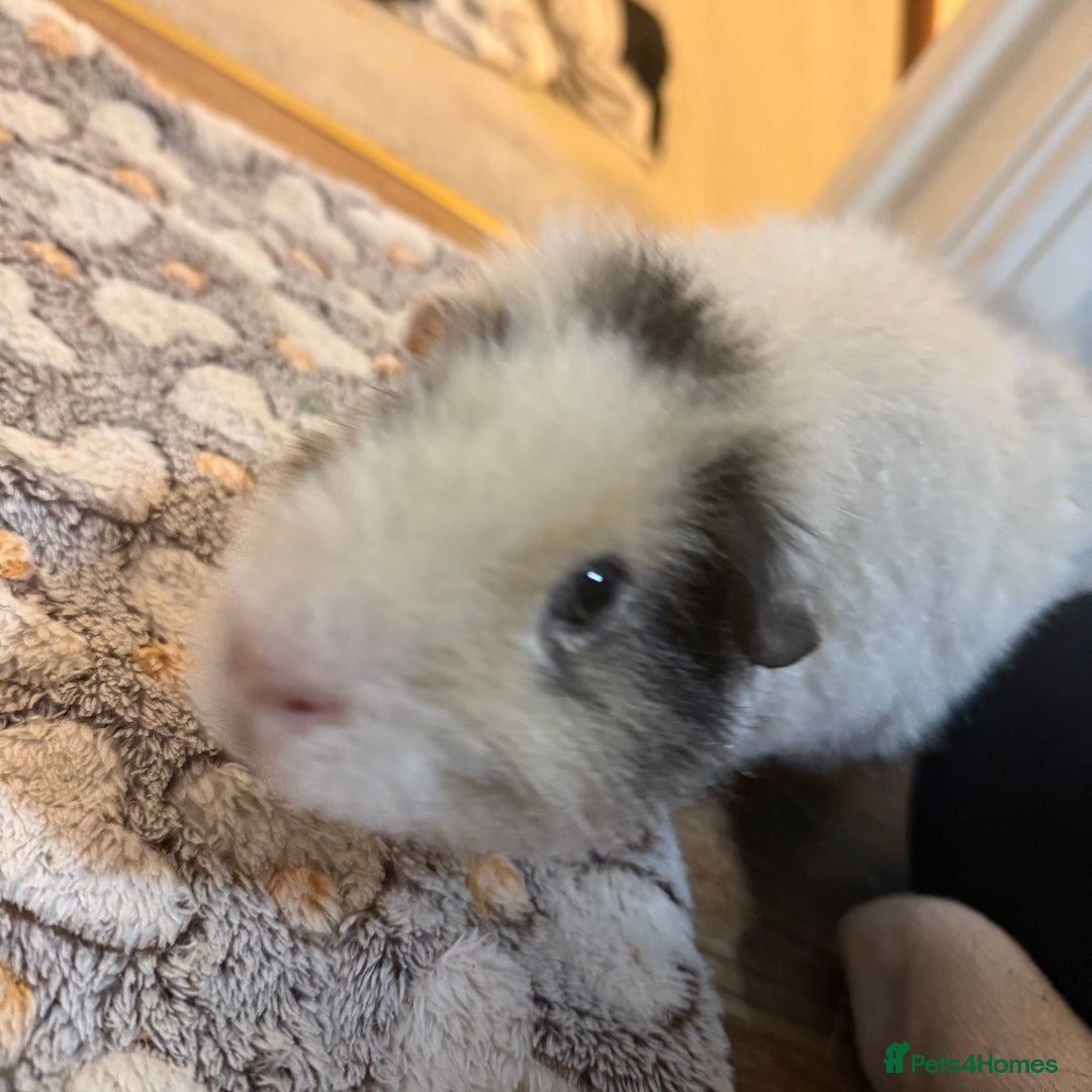 Guinea Pig rodents for sale: Bumble & Mochi Two Loving Male Guinea Pigs  - Image 4