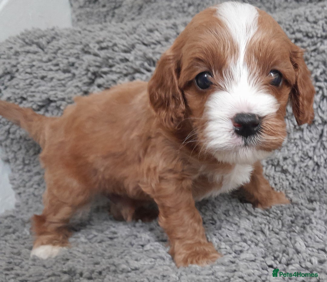 Cavapoo dogs for sale: Cavapoos pups amazing coulers  - Image 8
