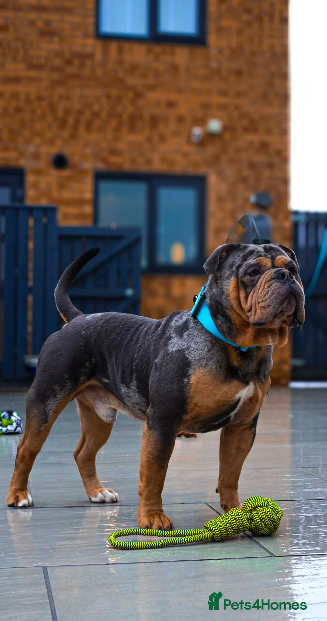 Olde English Bulldogge dogs for stud: Bullplanet's King Titan DNA/BVA Eye/BVA Hip/Elbow in Northallerton - Advert 2