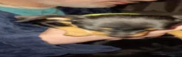 Miniature Pinscher dogs for sale: Pure breed Miniature Pinschers for sale  - Advert 27