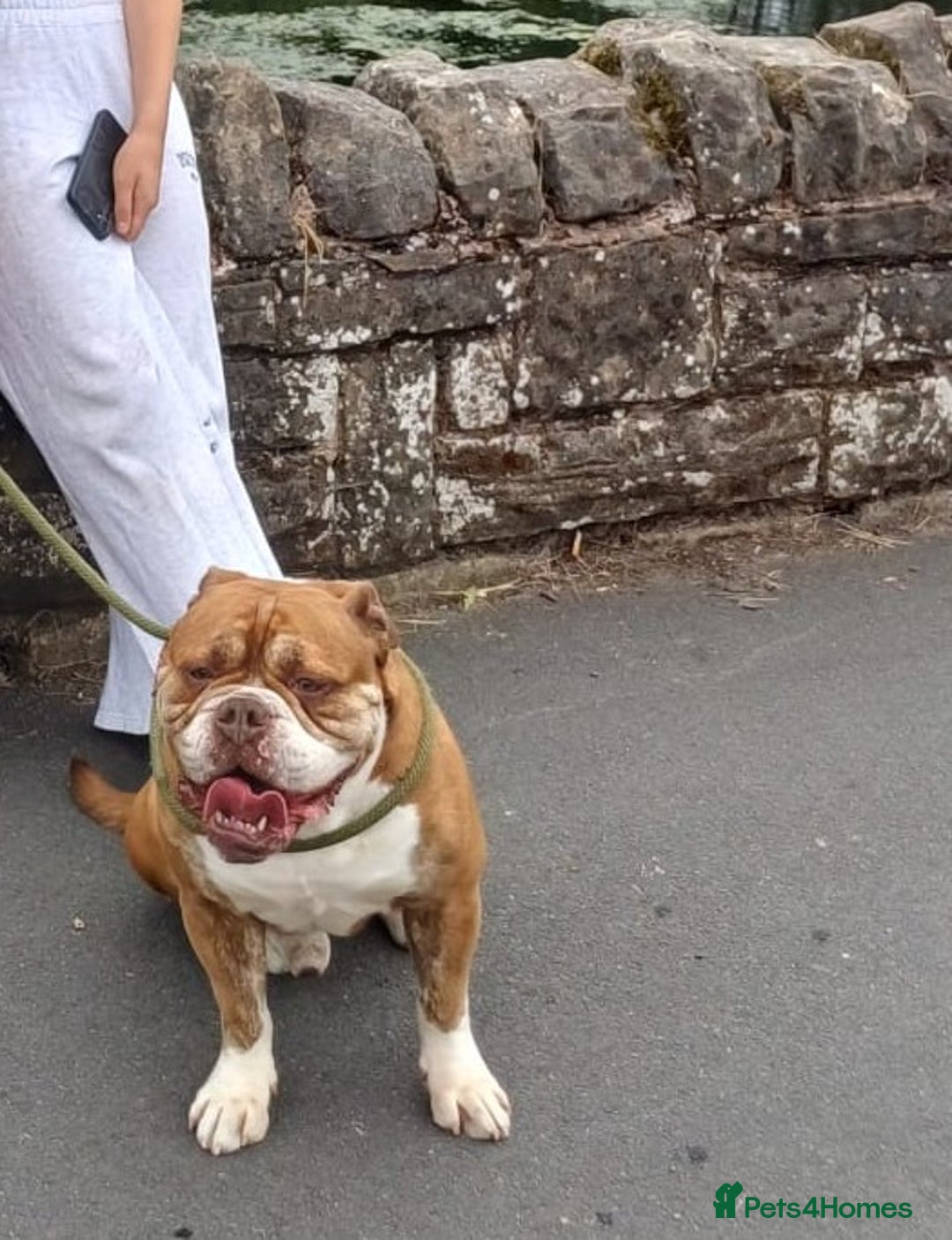 English Bulldog dogs for adoption: BOYE, a Lovely Boy - for a Loving Home - Image 5