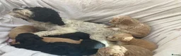 Cockapoo dogs for sale: F2 cockapoo puppies  in Cannock - Advert 2
