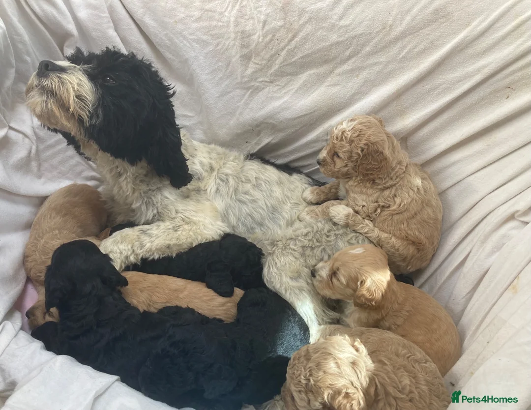 Cockapoo dogs for sale: F2 cockapoo puppies  in Cannock - Advert 2