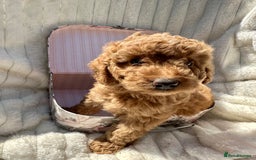 Cockapoo dogs for sale: Mini Cockapoo Puppies Kent - Image 30