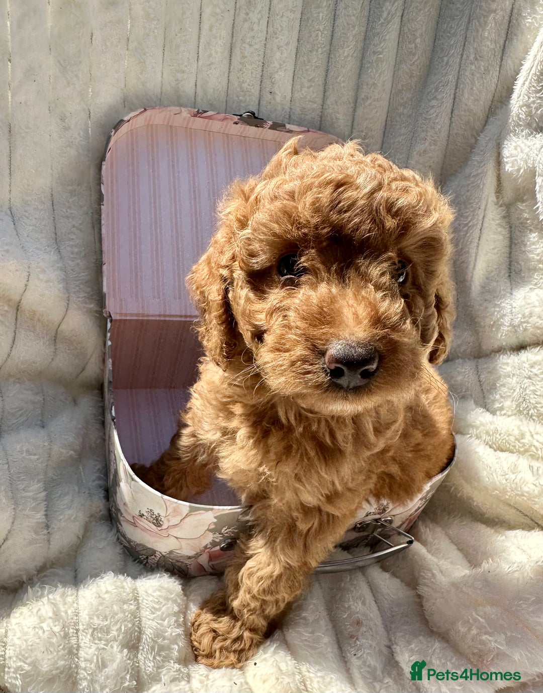 Cockapoo dogs for sale: Mini Cockapoo Puppies Kent - Image 30