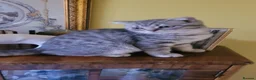 Scottish Fold cats for sale: Scottish fold/straight snow leopards  - Advert 20