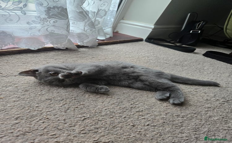 British Shorthair cats - Advert 1