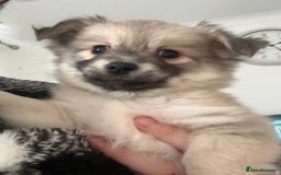 Chiweenie dogs for sale: 6 Beautiful Chiweenie Puppies *Reduced* - Advert 2