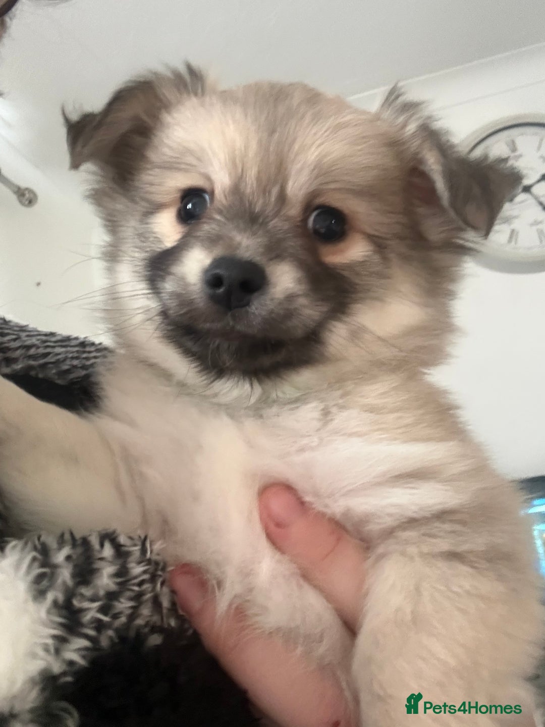 Chiweenie dogs for sale: 6 Beautiful Chiweenie Puppies *Reduced* - Advert 2