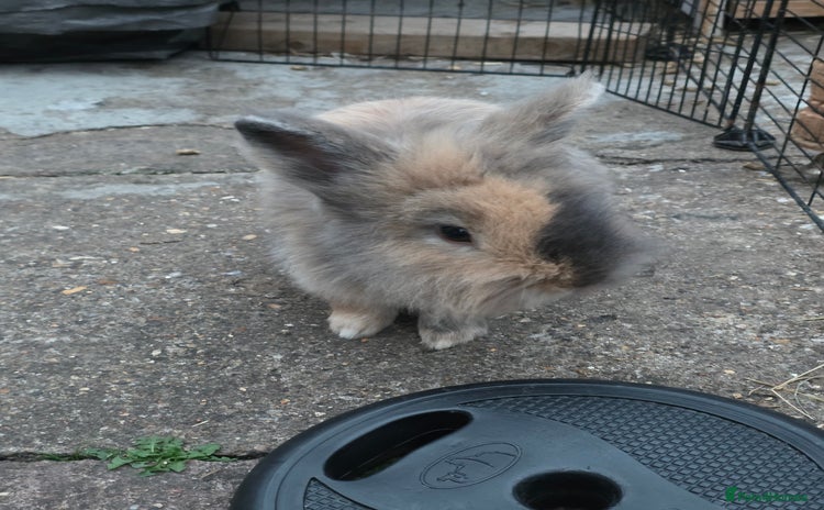 Netherland Dwarf rabbits - Advert 10
