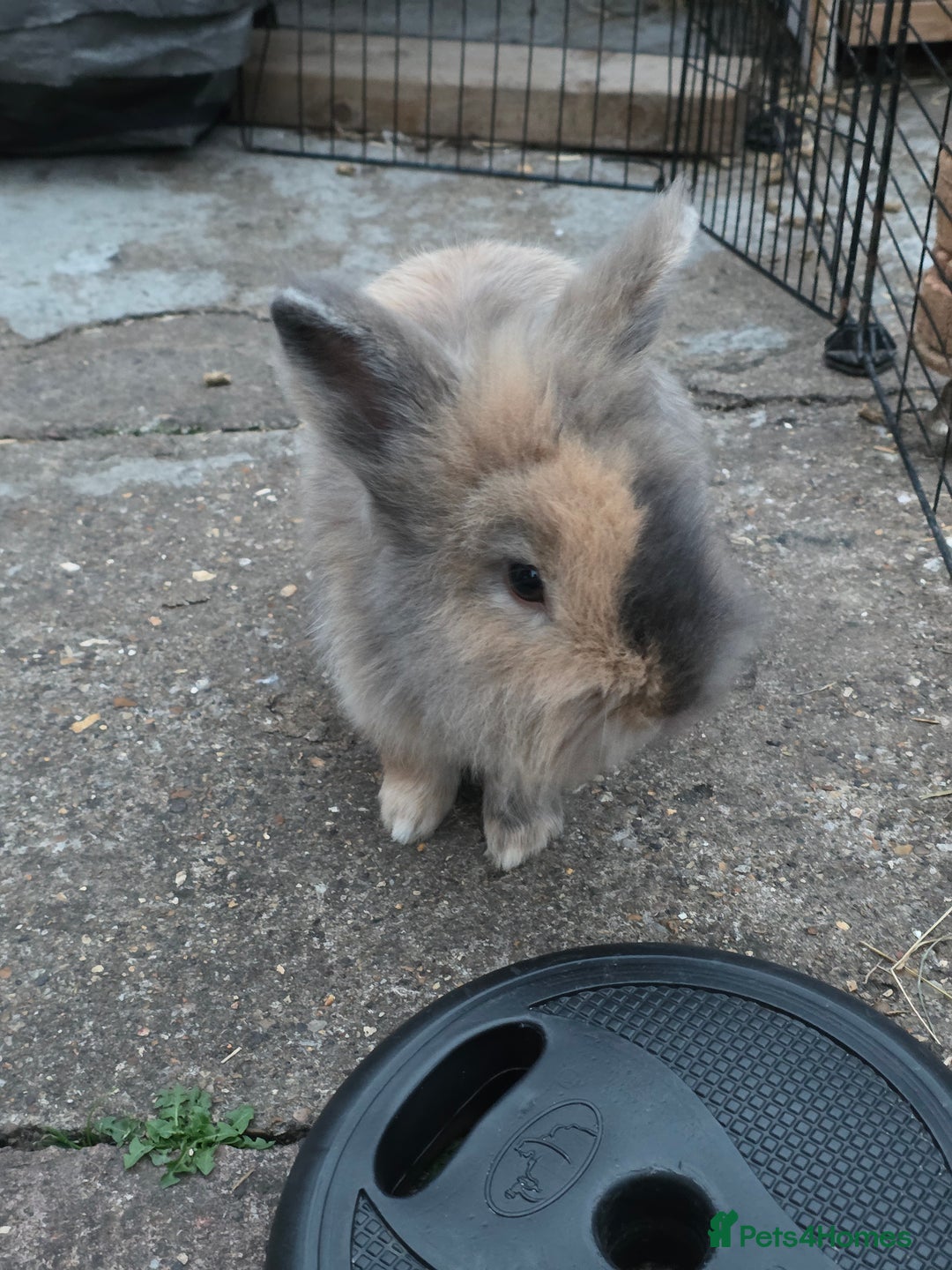 Netherland Dwarf rabbits for sale: Gentle Rabbit - Image 1
