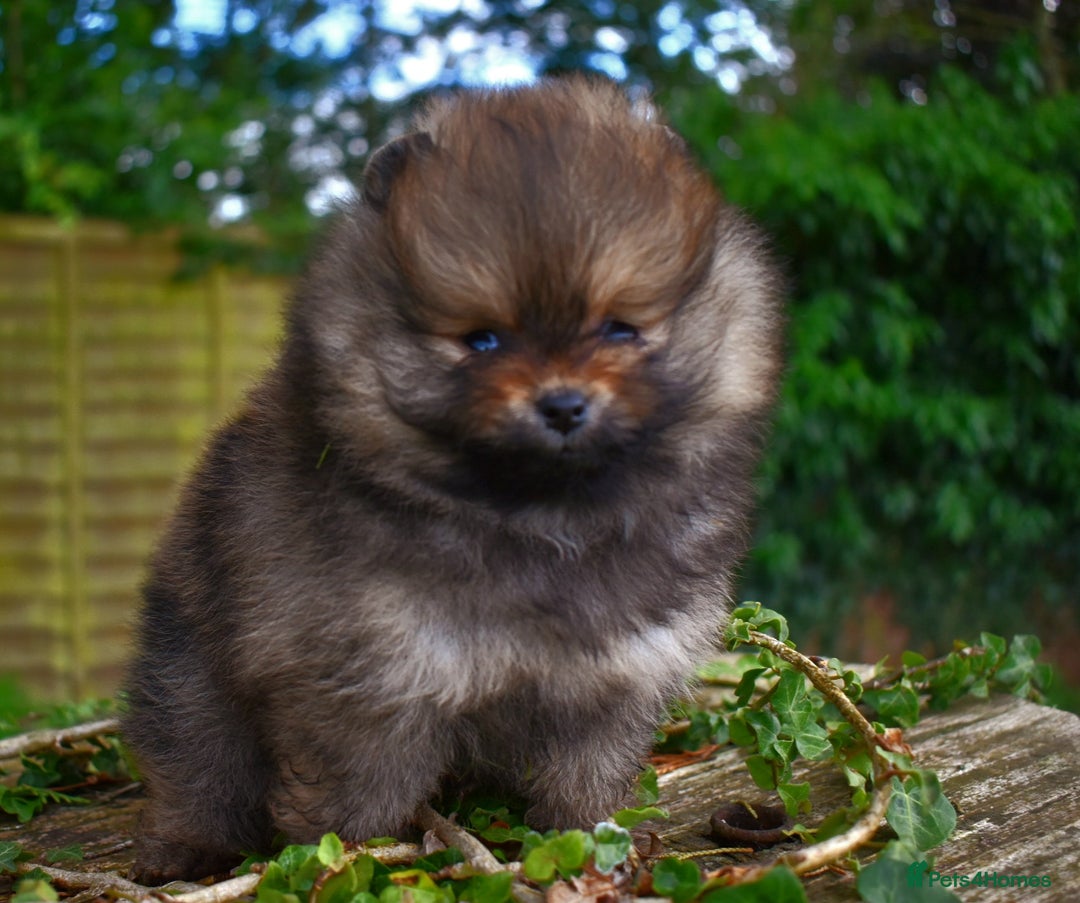 Pomeranian dogs for sale: *Beautiful female 15 month pomeranian* - Image 7