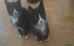 European cats for sale: Kittens - Image 5