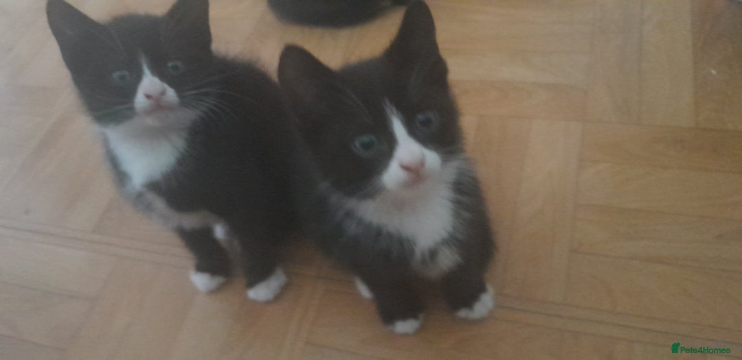European cats for sale: Kittens - Image 5