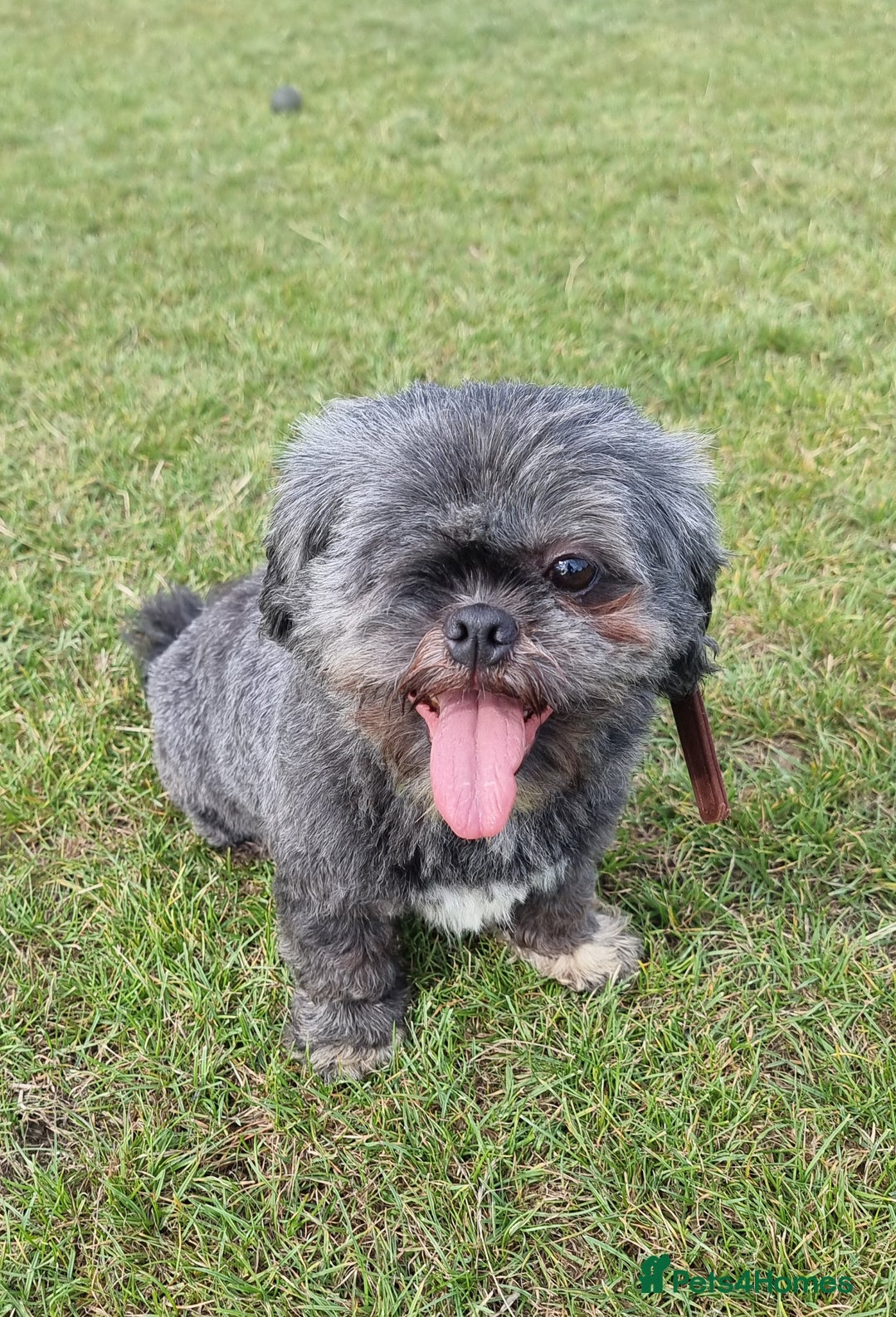 Shih Tzu dogs for sale: Loving cheeky Shihtzu for loving home ❤️ - Image 28