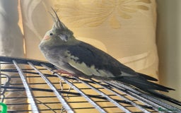 Cockatiels birds for sale: 3 cockatiels for sale - Image 7