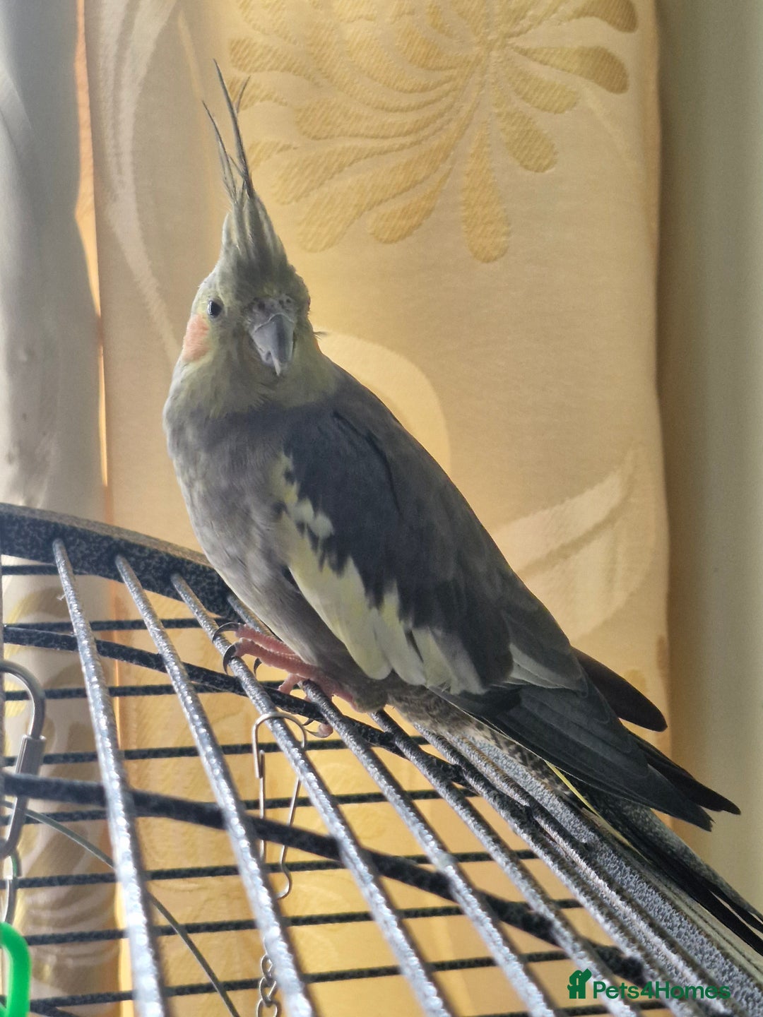 Cockatiels birds for sale: 3 cockatiels for sale - Image 7