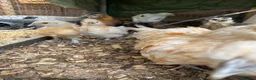 Chickens poultry for sale: Fancy chickens for sale - Advert 6