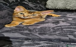 Abyssinian cats for sale: Last aby boy - Image 7