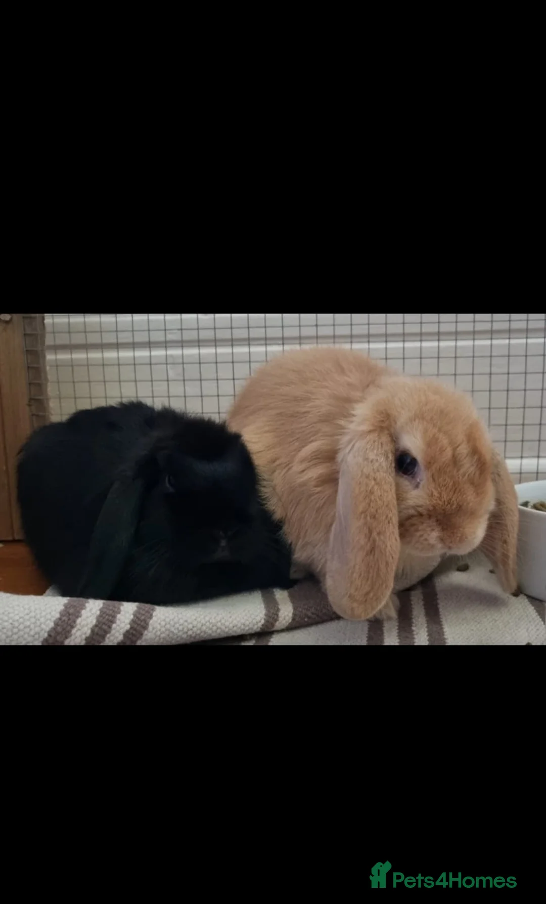 Mini Lop rabbits for sale: Two delightful mini hops seek a forever home - Advert 1