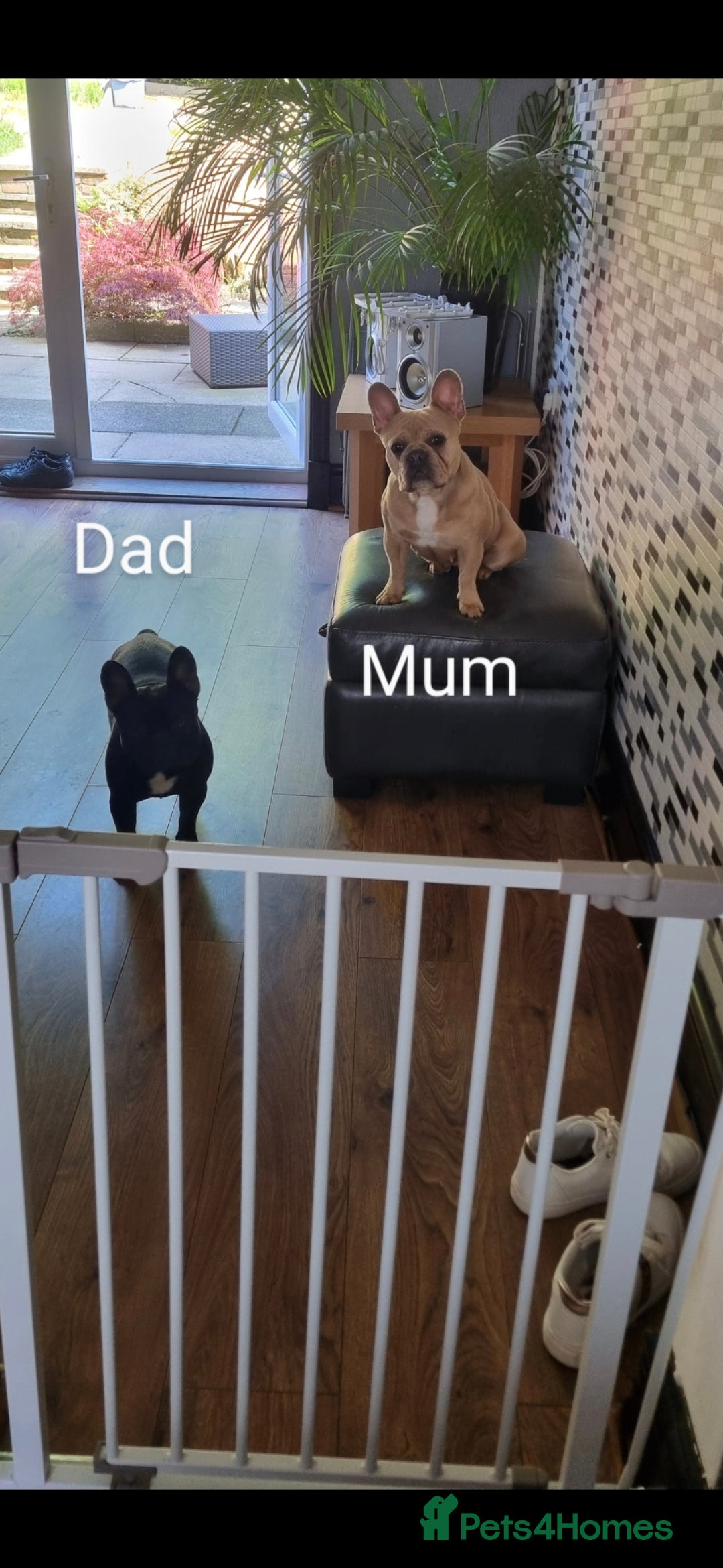 French Bulldog dogs for sale: Quality litter French Bulldogs - Image 14