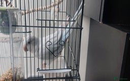 Parrots birds for sale: RARE  Quaker Parrot White with light blue tail - Image 1
