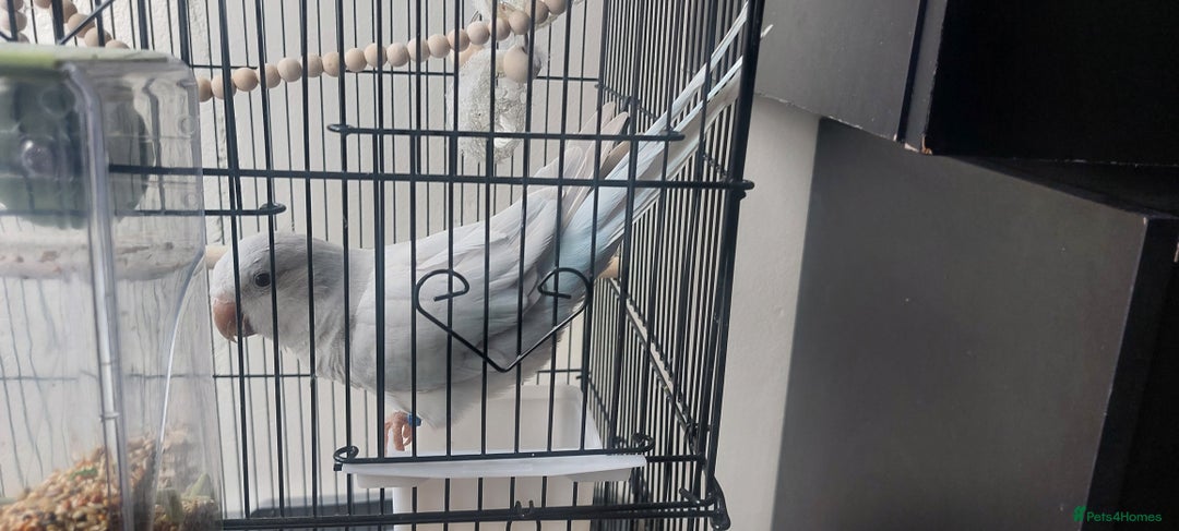 Parrots birds for sale: RARE  Quaker Parrot White with light blue tail - Image 1