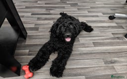 Cockapoo dogs for sale: Beautiful Male Cockapoo - Image 2