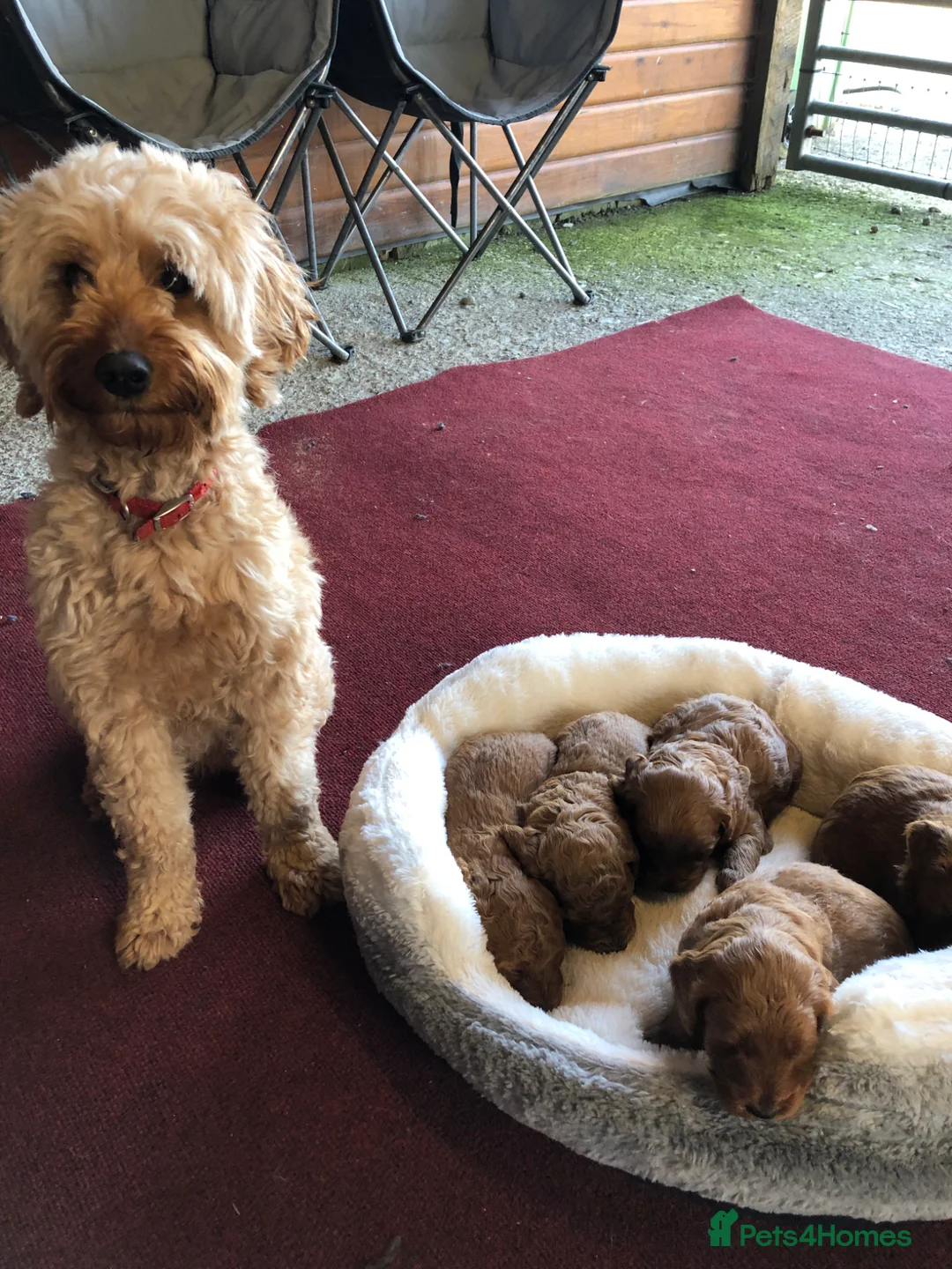 Cockapoo dogs for sale: F1B Cockapoo Puppies - Advert 1