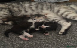 British Longhair cats for sale: 4 gorgeous kittens  - Image 1