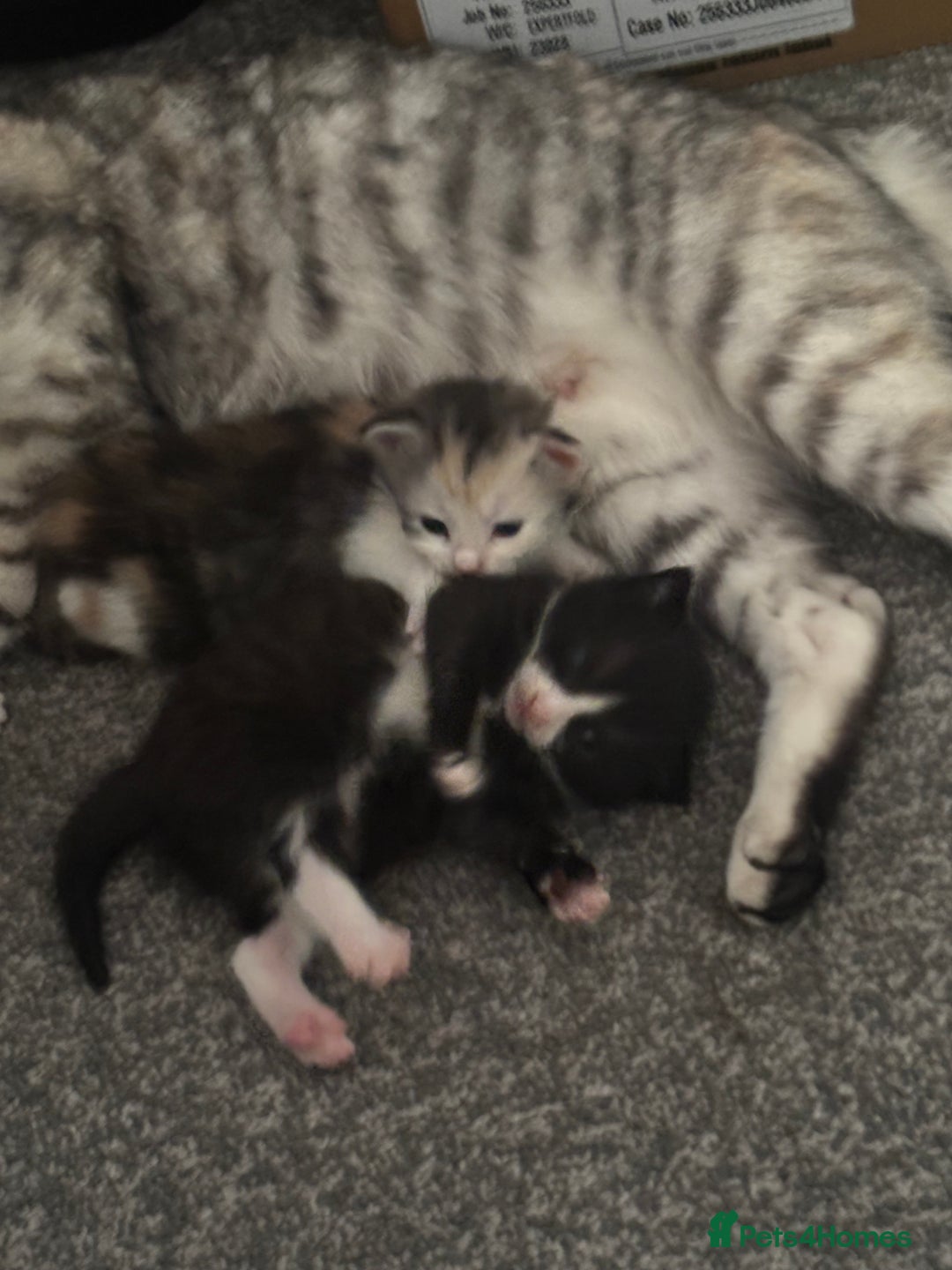 British Longhair cats for sale: 4 gorgeous kittens  - Image 1