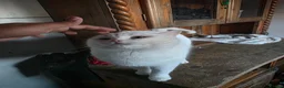 British Shorthair cats for sale: White pedigree British shorthair - Advert 6